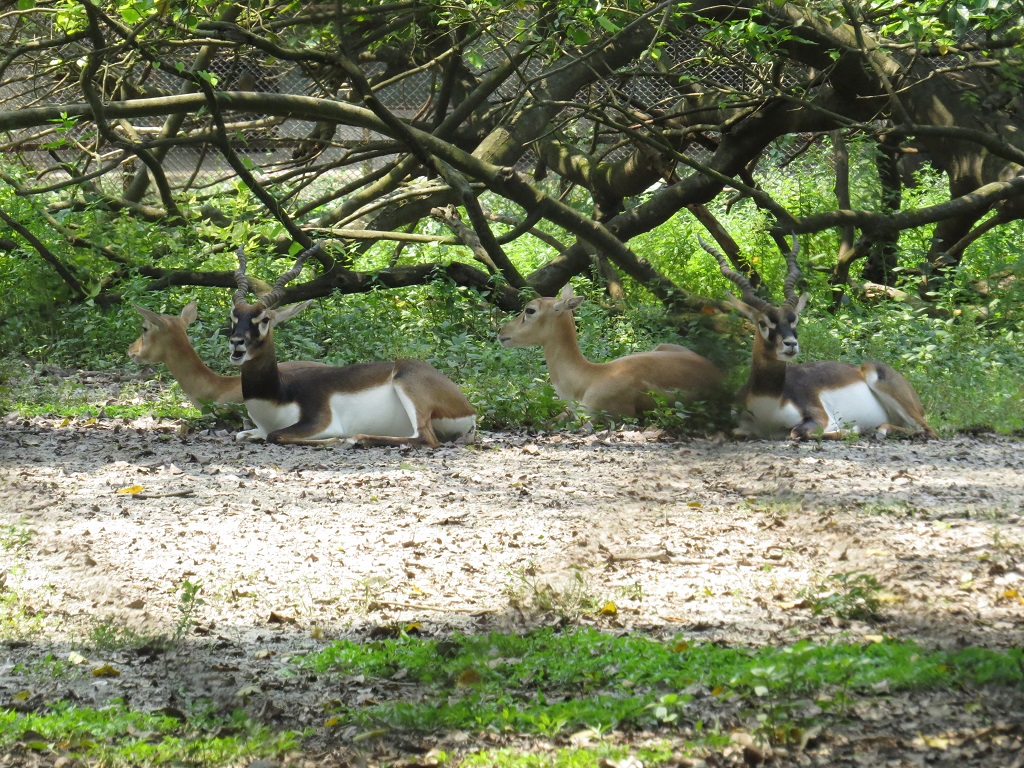 Blackbuck (Near Threatened)