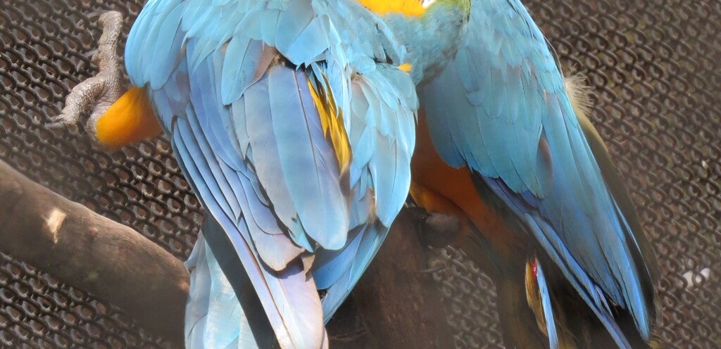 Blue & Yellow Macaw