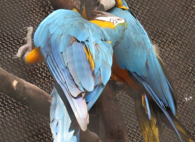 Blue & Yellow Macaw
