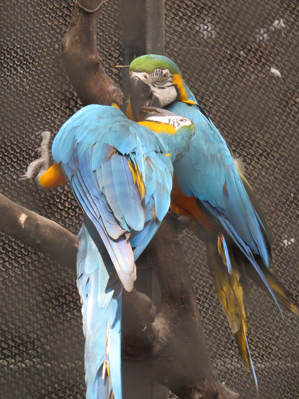 Blue & Yellow Macaw