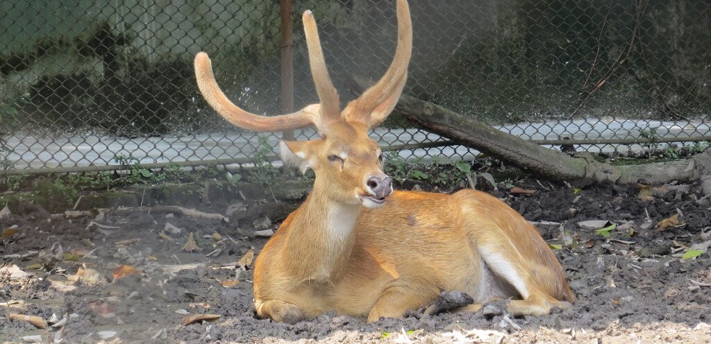 Brow-antlered Deer (Endangered)