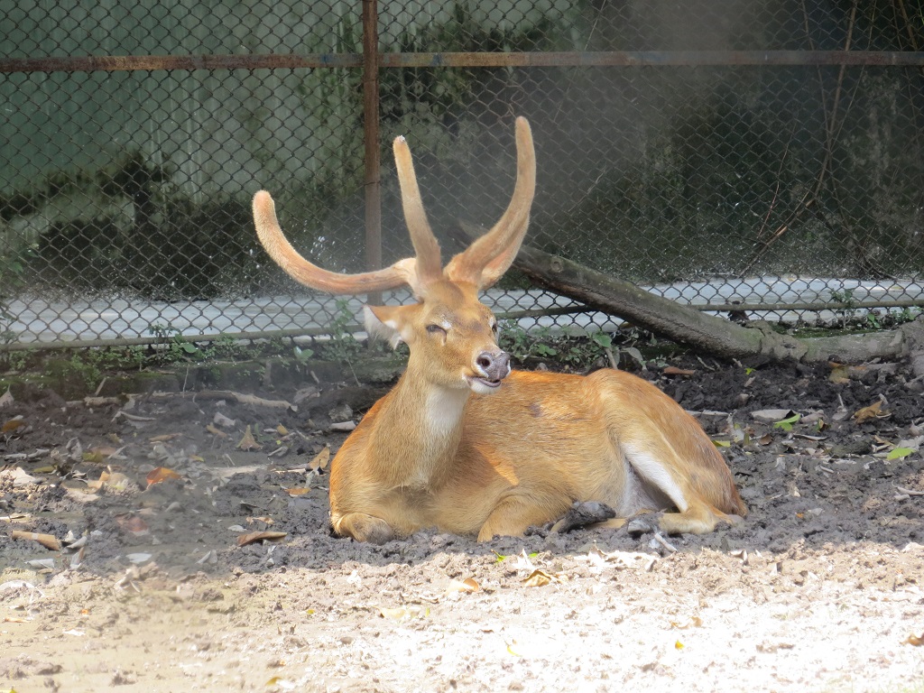 Brow-antlered Deer (Endangered)