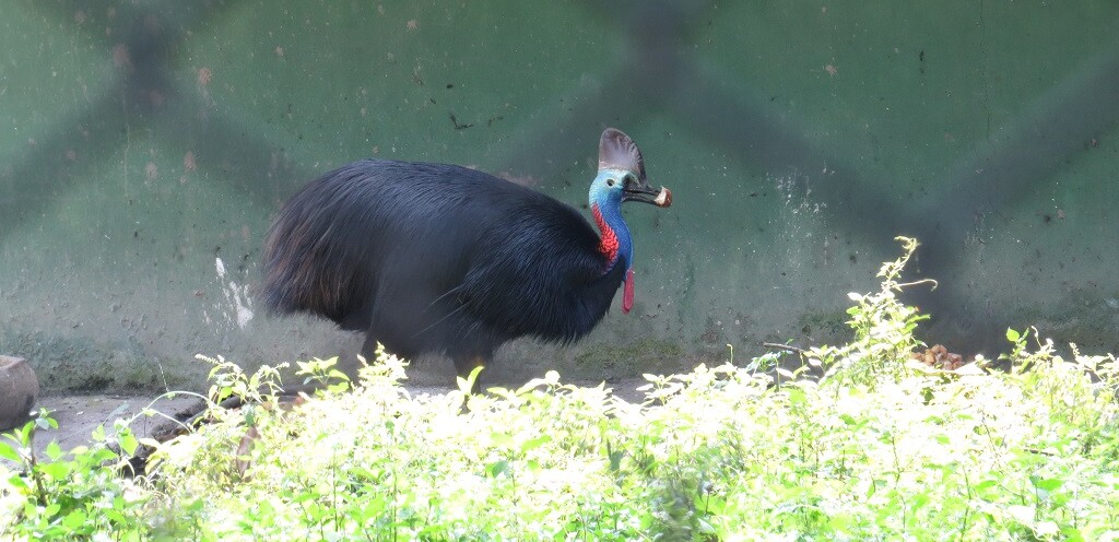 Cassowary (flightless bird)