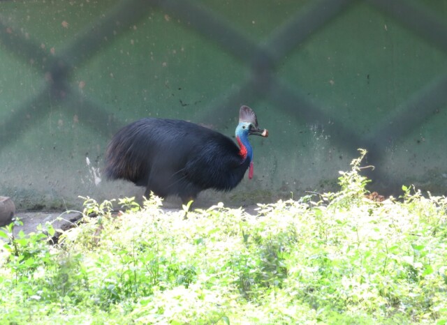 Cassowary (flightless bird)