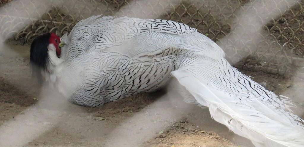 Chinese Silver Pheasant