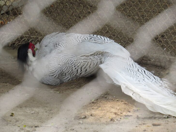 Chinese Silver Pheasant