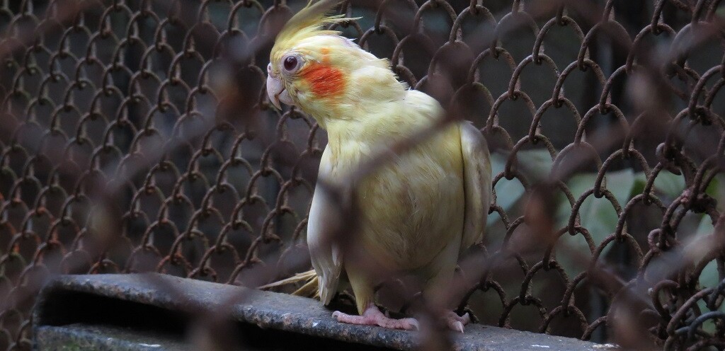 Cockatiel