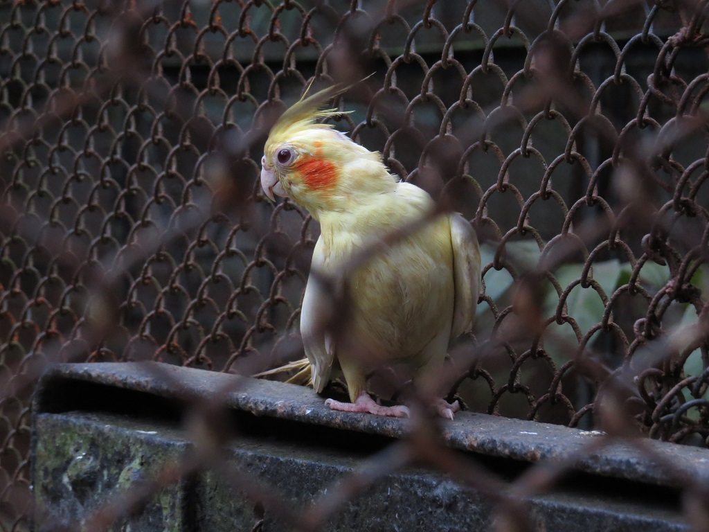 Cockatiel