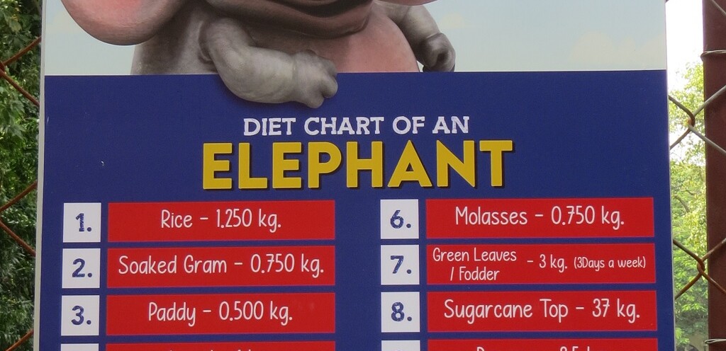 Diet Chart of An Elephant