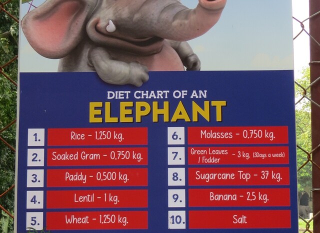 Diet Chart of An Elephant