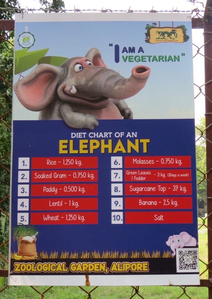 Diet Chart of An Elephant