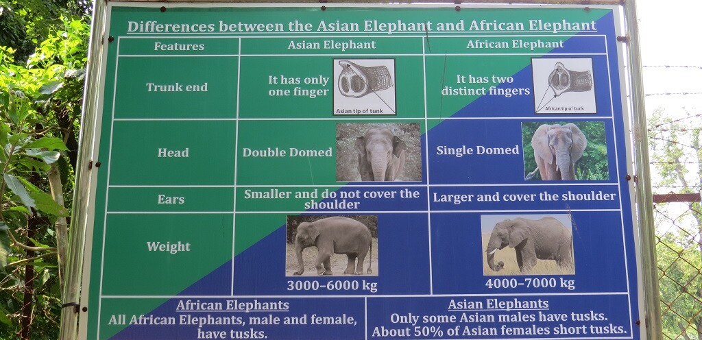 Differences between the Asian Elephant and African Elephant