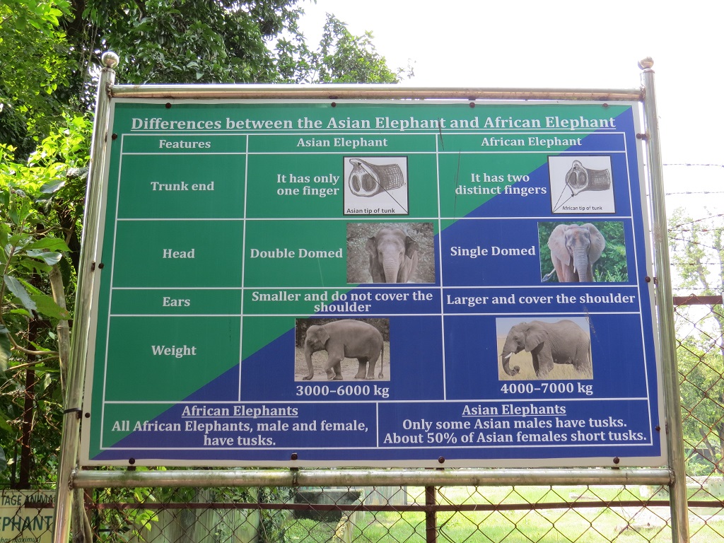 Differences between the Asian Elephant and African Elephant