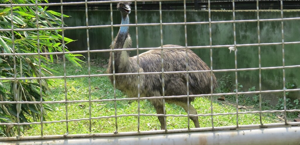 EMU (flightless Bird)