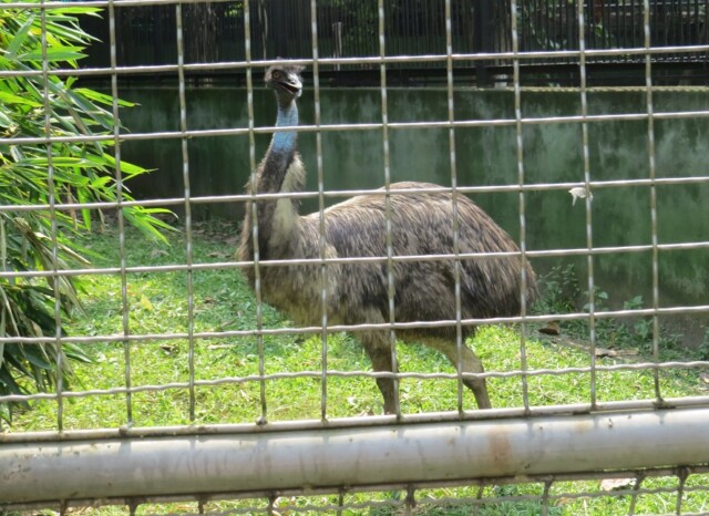 EMU (flightless Bird)