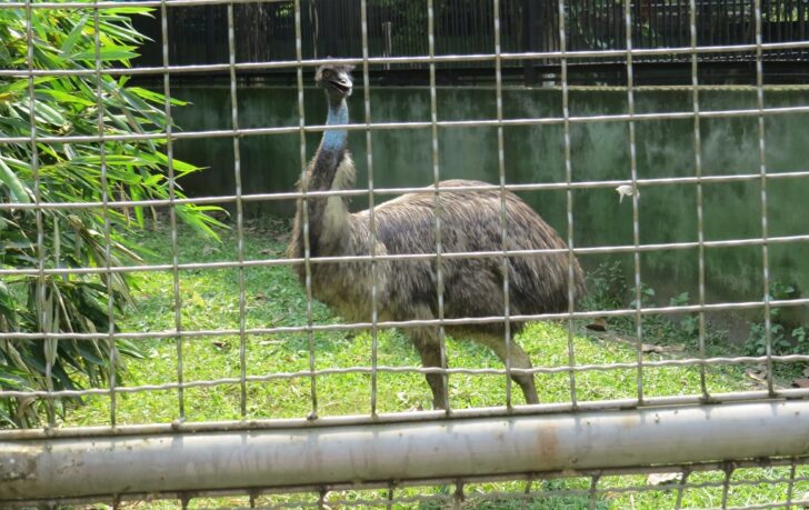 EMU (flightless Bird)