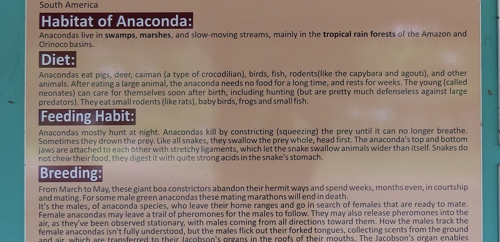 Facts About Anacondas or Water Boas