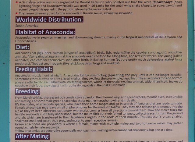 Facts About Anacondas or Water Boas