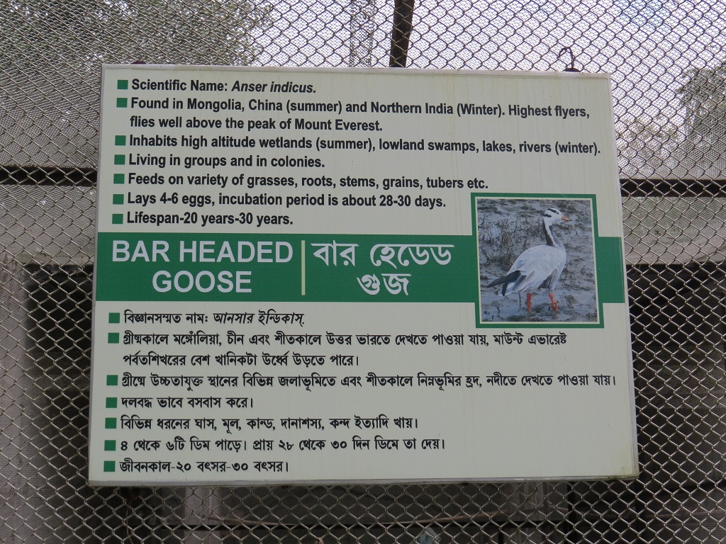 Facts About Bar Headed Goose