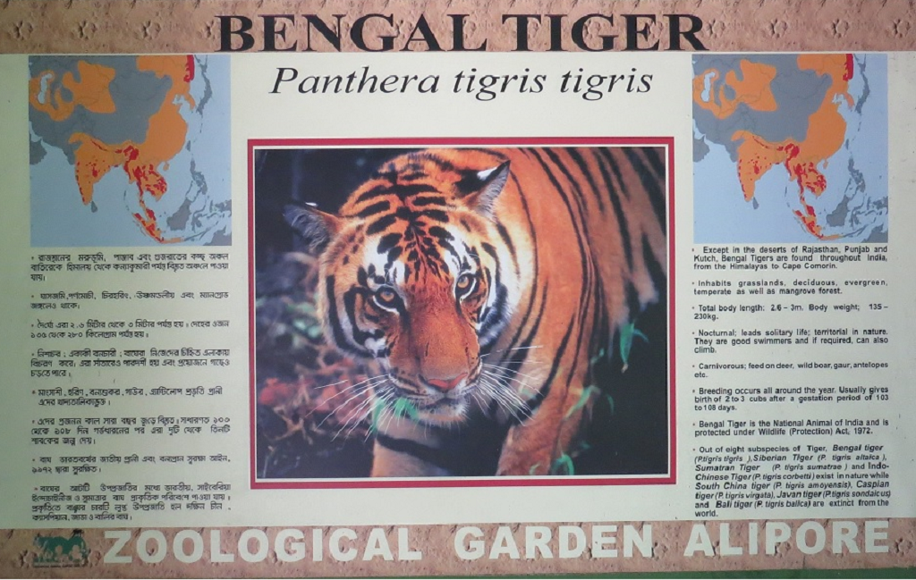 Facts About Bengal Tiger – National Animal of India 