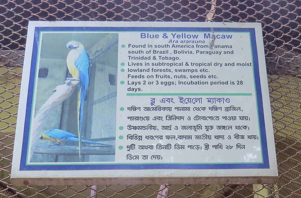 Facts About Blue & Yellow Macaw