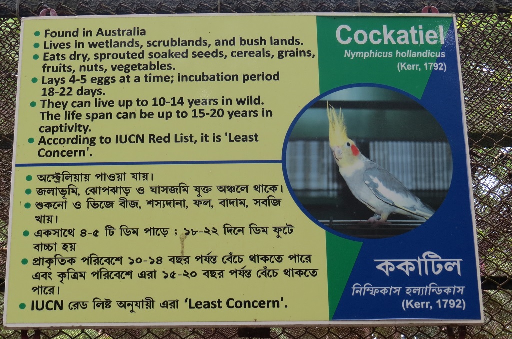 Facts About Cockatiel