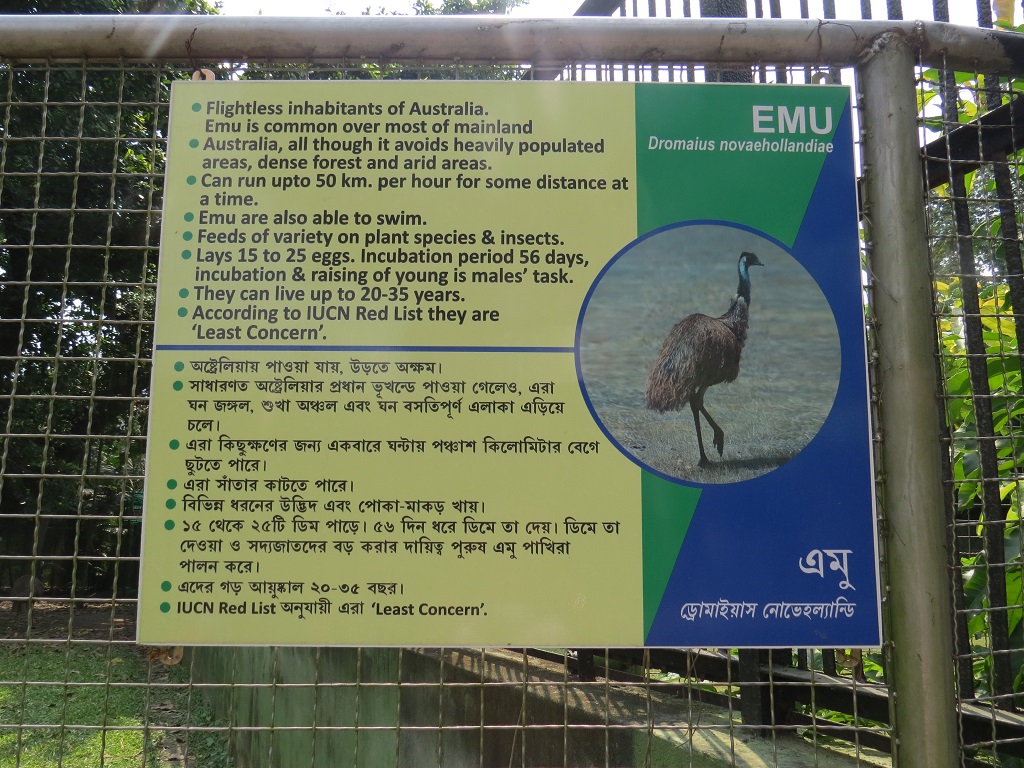 Facts About EMU (flightless Bird)