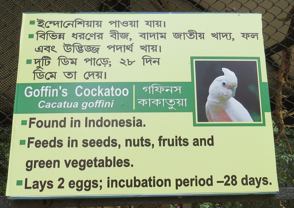 Facts About Goffin's Cockatoo