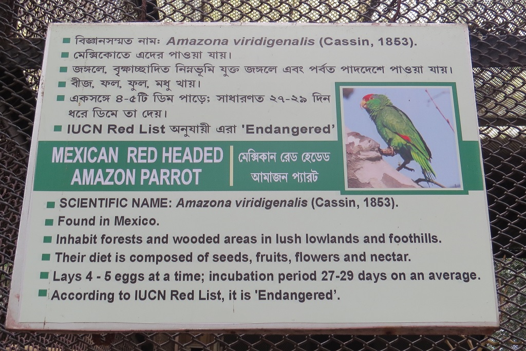 Facts About Mexican Red Headed Amazon Parrot