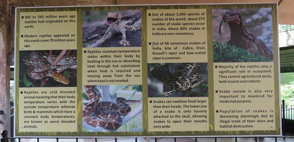 Facts About Reptiles