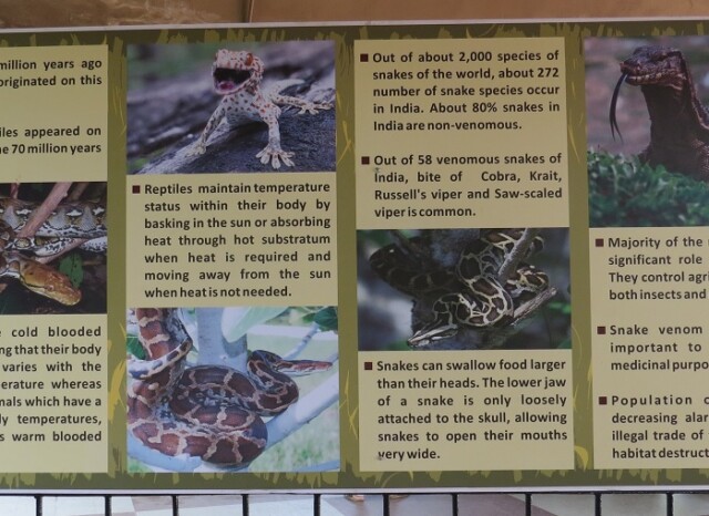 Facts About Reptiles