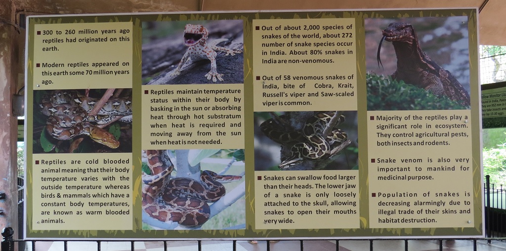 Facts About Reptiles