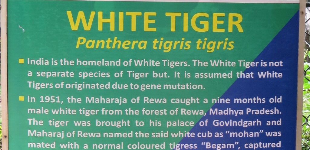 Facts About White Tiger