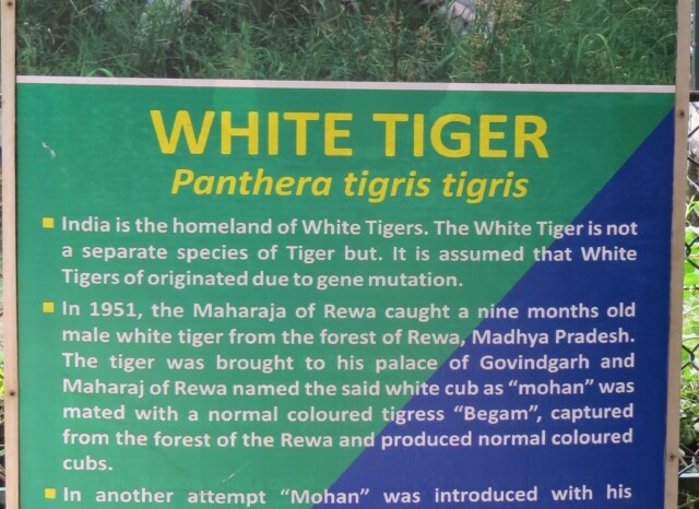 Facts About White Tiger