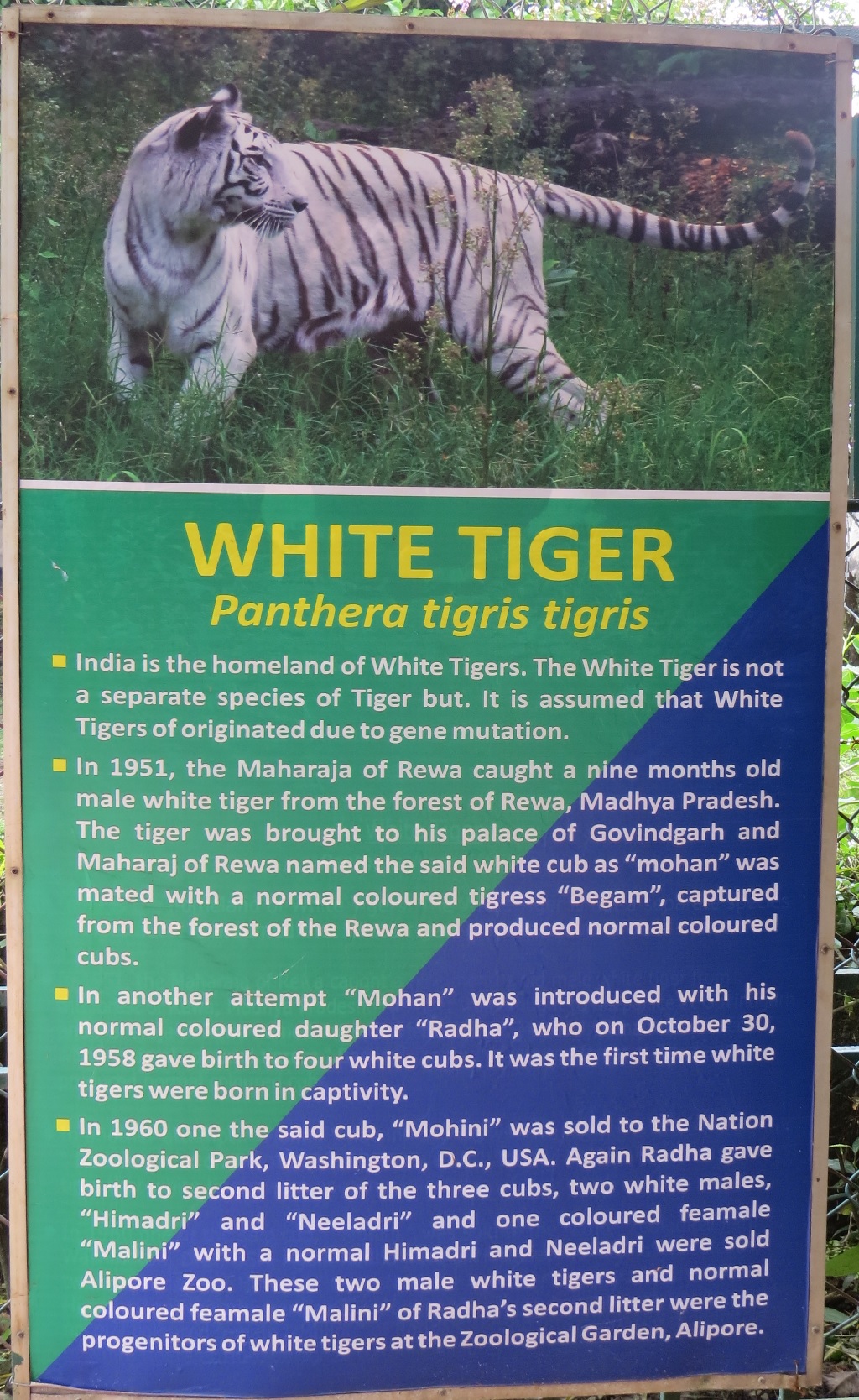 Facts About White Tiger