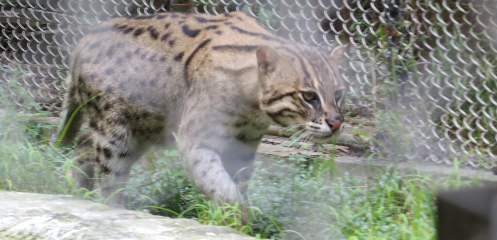 Fishing Cat (Endangered Species)- State Animal of West Bengal