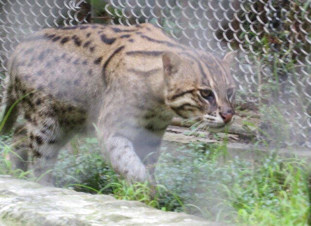 Fishing Cat (Endangered Species)- State Animal of West Bengal