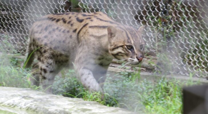 Fishing Cat (Endangered Species)- State Animal of West Bengal