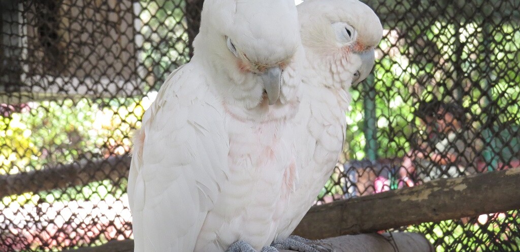 Goffin's Cockatoo