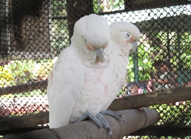 Goffin's Cockatoo