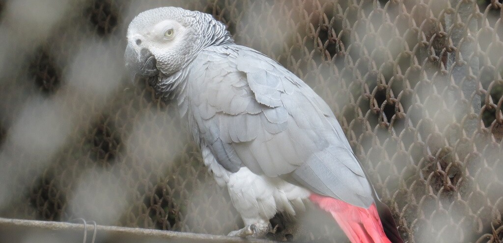 Grey Parrot