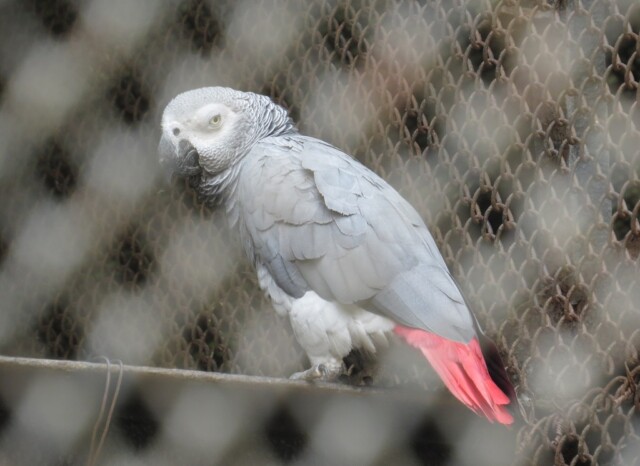 Grey Parrot