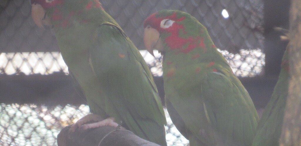 Mexican Red Headed Amazon Parrot