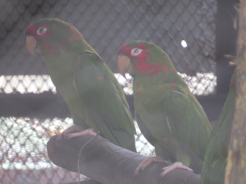Mexican Red Headed Amazon Parrot