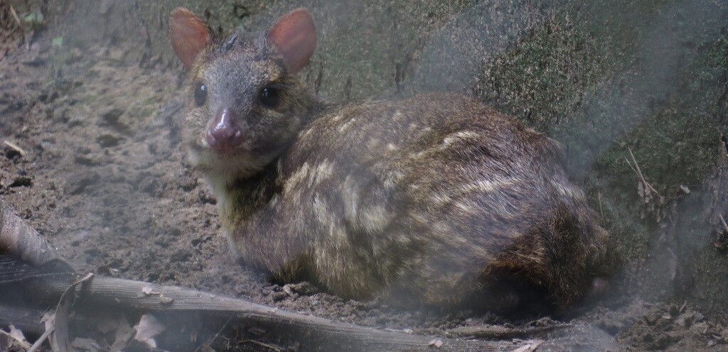 Mouse Deer (Endangered Species)