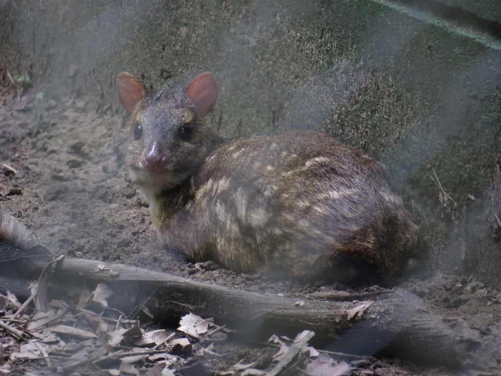 Mouse Deer (Endangered Species)