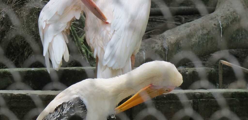 Rosy Pelican & Painted Stork