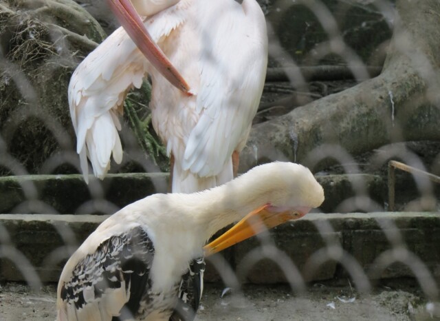 Rosy Pelican & Painted Stork
