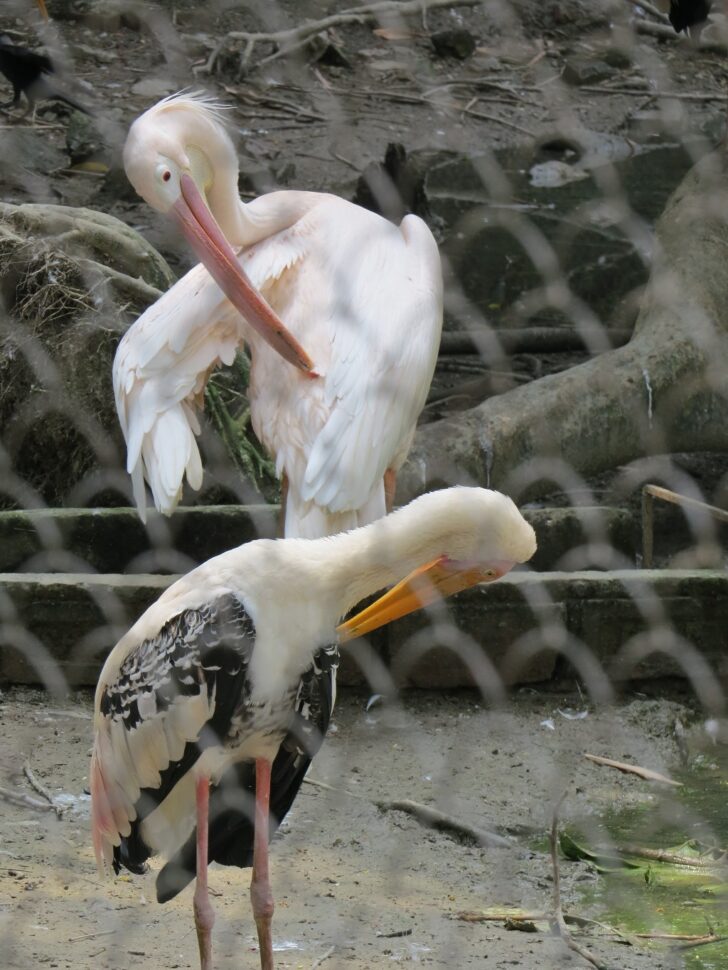 Rosy Pelican & Painted Stork
