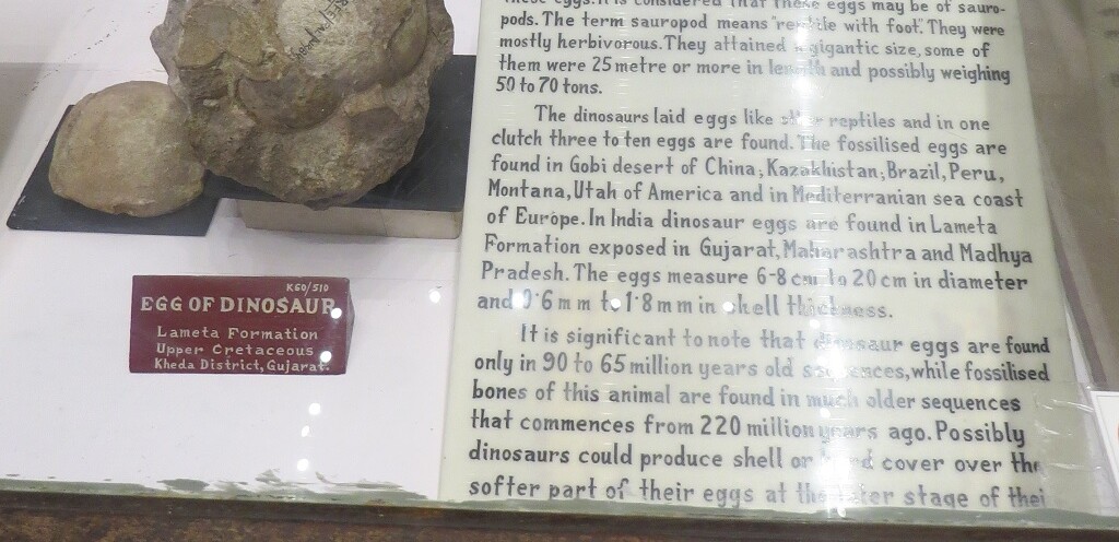Egg of Dinosaur (70 Million Years Old)